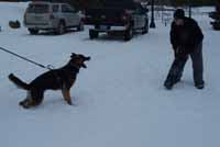 Minnesota Working German Shepherds