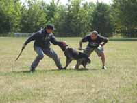 Minnesota Working German Shepherds