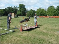 German Shepherd Breeder and Trainer