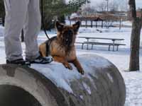 German Shepherd Breeder and Trainer