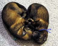 A-litter Puppies napping