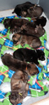 A-Litter Puppies napping