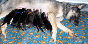 En Durko nursing the A-Litter