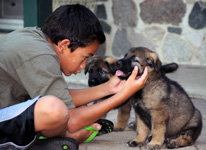 B-Litter puppies playing with Chance