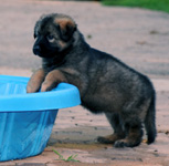 B-Litter Puppy playing next to the pool
