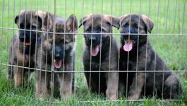 B-Litter puppies 