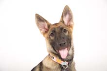 German Shepherd Breeder and Trainer