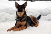 Archie Wir Vertrauen (Zeus)