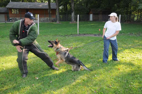 German Shepherd Zeus - Personal Protection Training