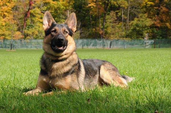 German Shepherd Zeus - Personal Protection Training