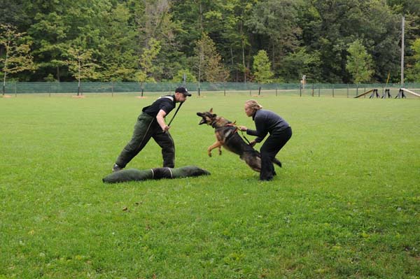 German Shepherd Zeus - Personal Protection Training