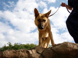 German Shepherd Boot Camper