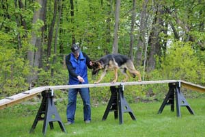 Boot Camp Dogs